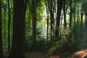 Forest, trees Forest, trees